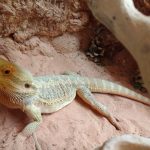 Nourrir Son Pogona Vitticeps Avec Des Criquets Pogona Vitticeps